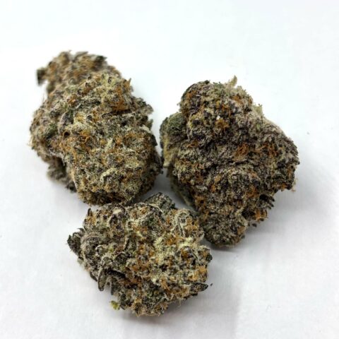 King Louis Xlll  (AAA+)