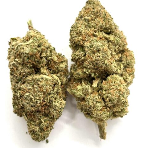 ORANGE CREAMSICLE (AAAA+)