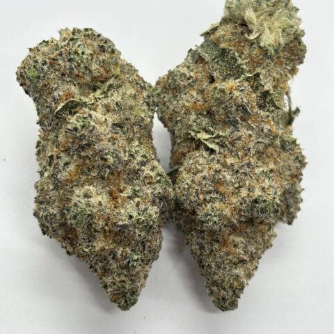Jet Fuel Gelato (AAAA+) KOOTEANAY EXOTICS