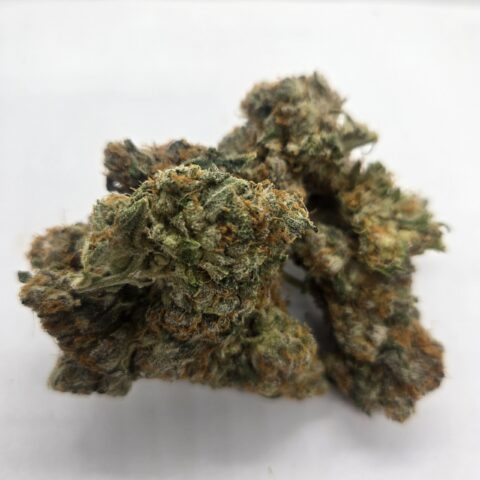 FLAVA FLAV ( AAAA+) KOOTENAY EXOTIC