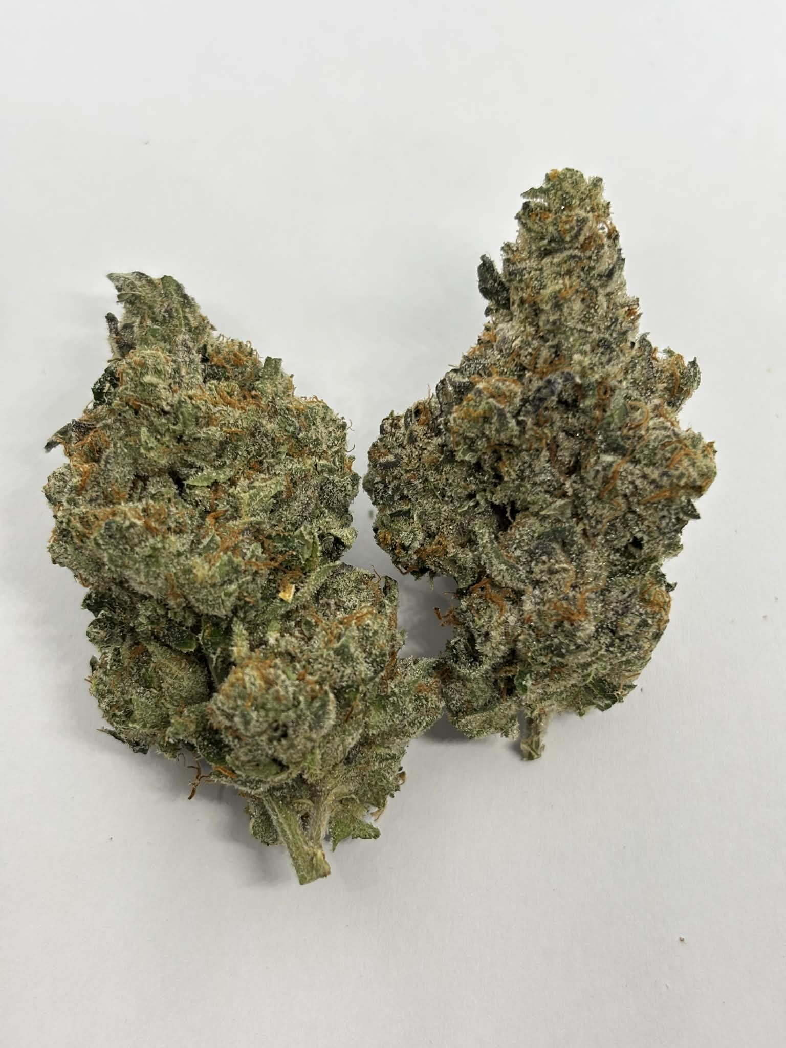 Tempation (AAAA+) KOOTENAY EXOTIC