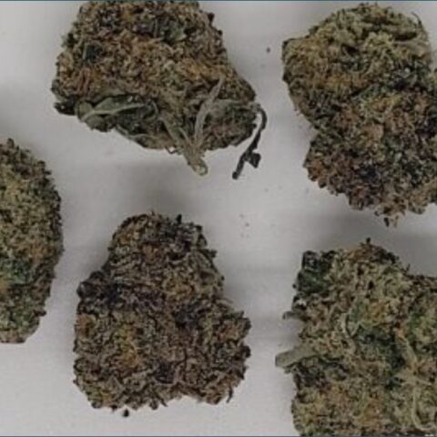 New!!! Pink Master Kush (AAA+)