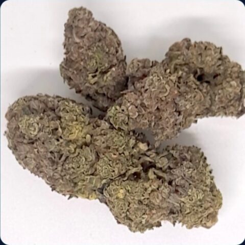 Plasma  Gas 2  :  NEW KOOTENAY EXOTIC